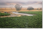 Fess Parker Winery & Vineyard