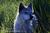 Howlers Inn::BedAndBreakfast.com
