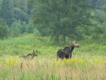 Tn-080703moose_downsized