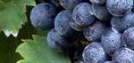 Catoctin Vineyards and Winery