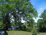 Sallie's Crying Tree