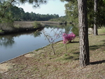 Tn-bayou