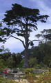 San Francisco Botanical Garden at Strybing Arboretum