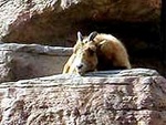 Denver Zoo