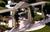 Grand Pacific Palisades Resort::Orbitz
