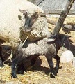 Wheeler Historic Farm
