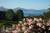 Beary Patch Bed & Breakfast Inn::BedAndBreakfast.com