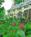 The Inn at Round Barn Farm::Yahoo! Travel