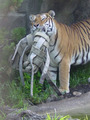 Toledo Zoological Gardens