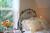The Flower Farm::BedAndBreakfast.com