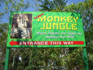 Monkey Jungle::Scurzuzu's Flickr