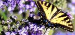 Elk Ridge NatureWorks, LLC::167.102.232.26