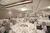 Crowne Plaza Hotel St. Louis::Orbitz