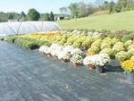 Faris Plant Farm