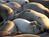 Elephant Seal Watching from Farm1.static.flickr.com