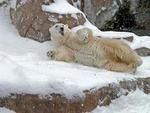 Tn-25376_polarbearbacksnowres
