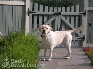 Web-flemington-inns-mainstreetmanorbedandbreakfast-lodging
