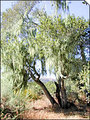 Tn-tree