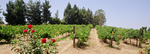 Orfila Vineyard & Winery