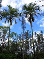 Tn-2palms