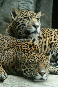 Web-jaguars_5a