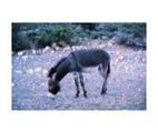 Marietta Wild Burro Range