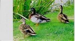 Tn-n12597_ext_05_e