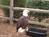 Busch Gardens Williamsburg::ThrillNetwork.com