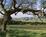 Foxen Winery and Vineyard::Foxen Vineyards