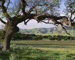 Foxen Winery and Vineyard