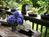 Volcano Garden Arts::BedAndBreakfast.com