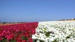 Carlsbad Flower Fields