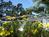 The Del Monte Pines::Orbitz