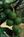 Macadamia Meadows Farm Bed & Breakfast::BedAndBreakfast.com