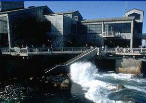Monterey Bay Aquarium::Yahoo! travel