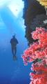 Seatrek Divers