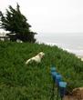 NINE OCEANFRONT PET FRIENDLY COTTAGES!
