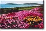 Bodega Bay Lodge