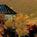 Red Lion - Butte, Montana::ProfessionalTravelGuide.com