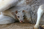 Tn-joey