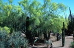 Desert Botanical Gardens::Yahoo! Travel