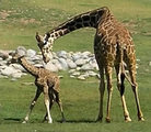 Phoenix Zoo