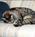 Lithia Springs Resort And Gardens::BedAndBreakfast.com