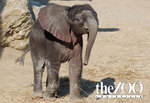 Tn-elephant97