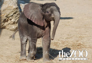 Louisville Zoological Garden::Louisvillezoo