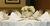 Holiday Inn Seattle-Issaquah::Priceline.com
