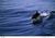 Capistrano Seaside Inn::Yahoo! Travel
