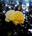 Municipal Rose Garden