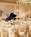 Sheraton Colonial Hotel and Golf Club Boston::Expedia