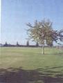 B" Street Park